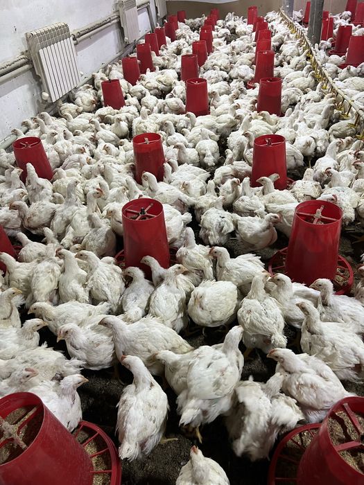 Бройлер живой вес