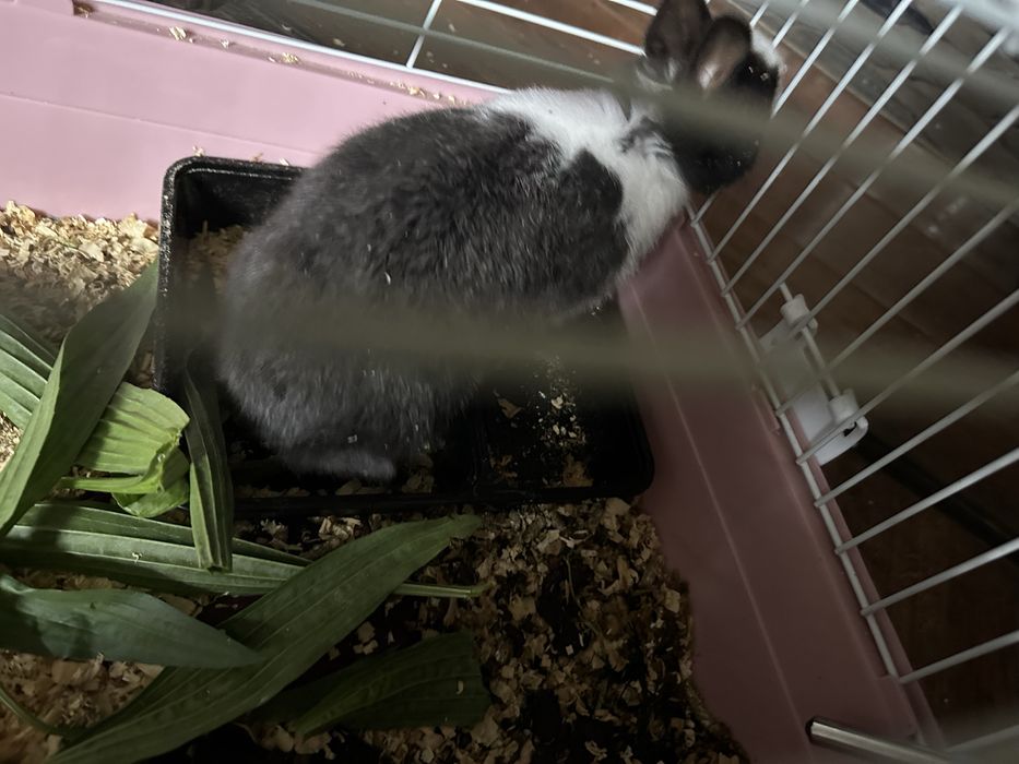 продаётся декоративный кролик к ручной сам приучил ходет по дому споко