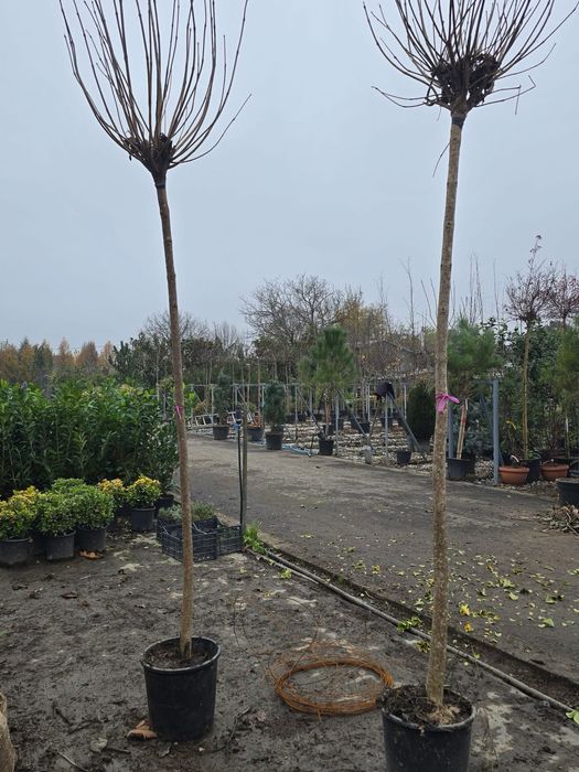 Mesteacan / Catalpa / Platan