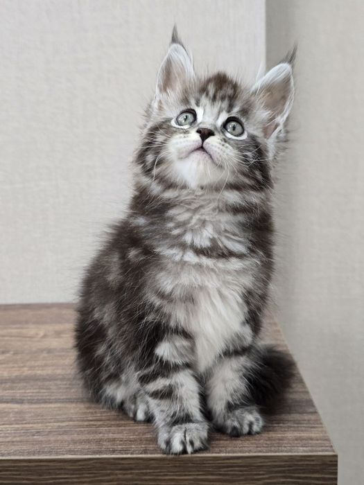 Мейн-кун девочка