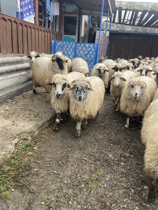 Oi si capre de vanzare