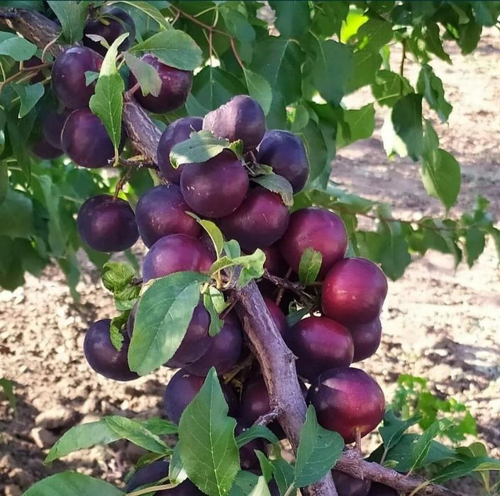 Слива китайская «Ванетта»