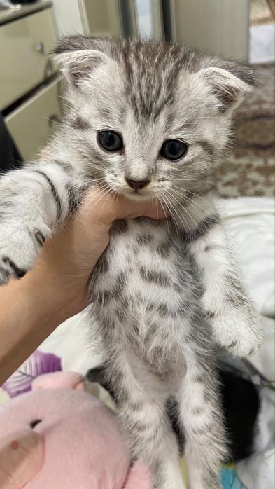 Продаются котята