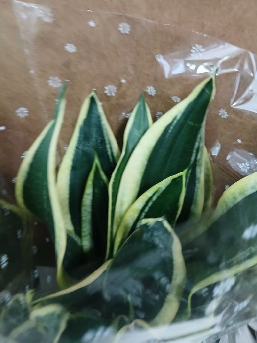 Сансивьерия разные распродажа