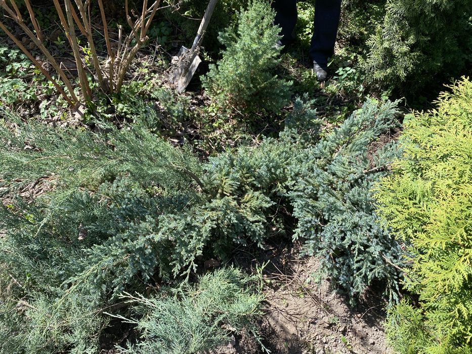 Можевельник голубой