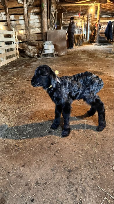 Жас туған қозылар сатылады.