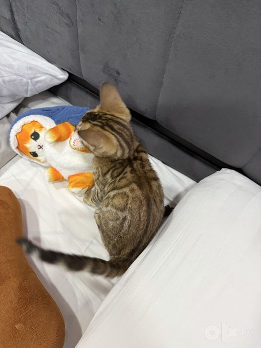 котенок  бенгал