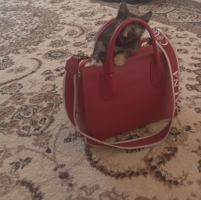 Мысык бар,құмға үйренген.