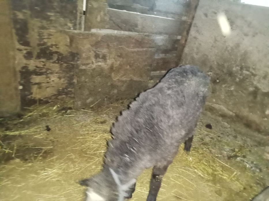 Қошқар семіз  ...