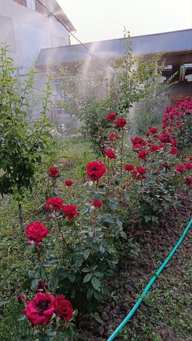 Дача тозза озода жой