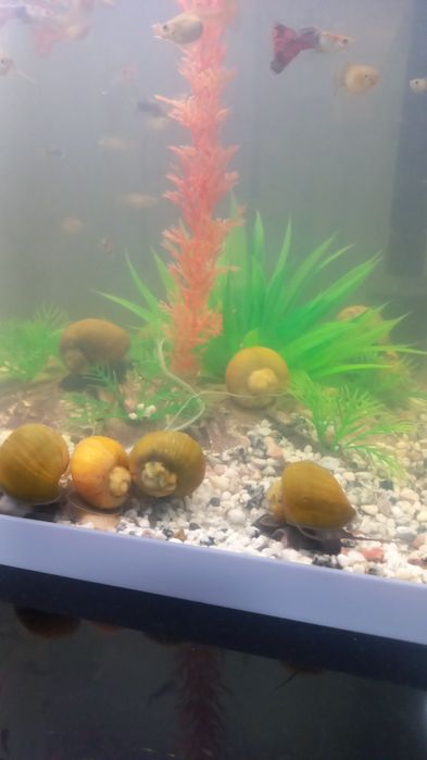 продам рыбки гуппи и улитки.