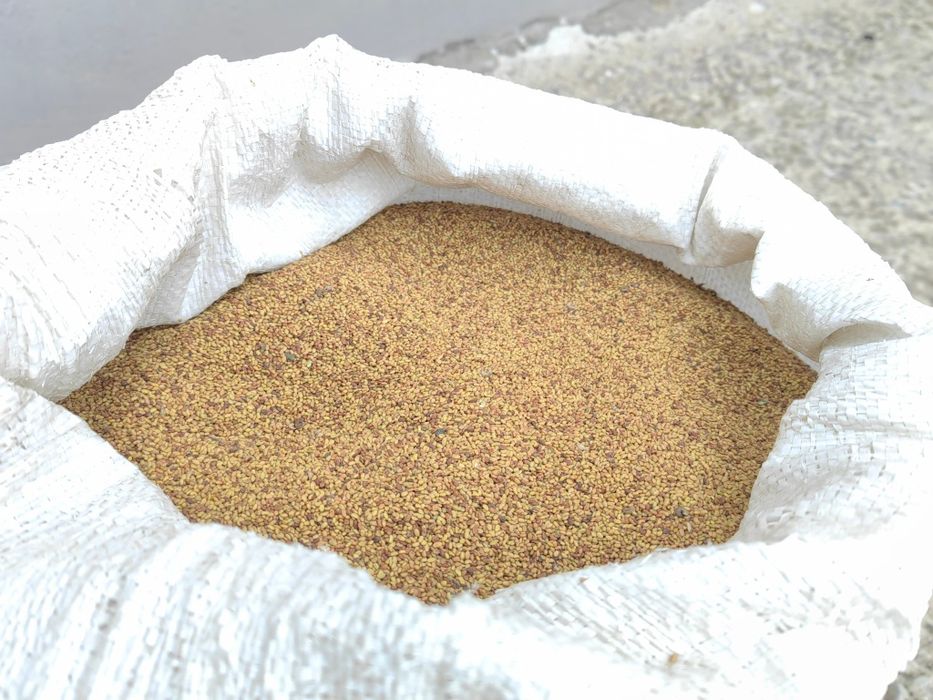 Люцерно семе Плевен 6 реколта 2025