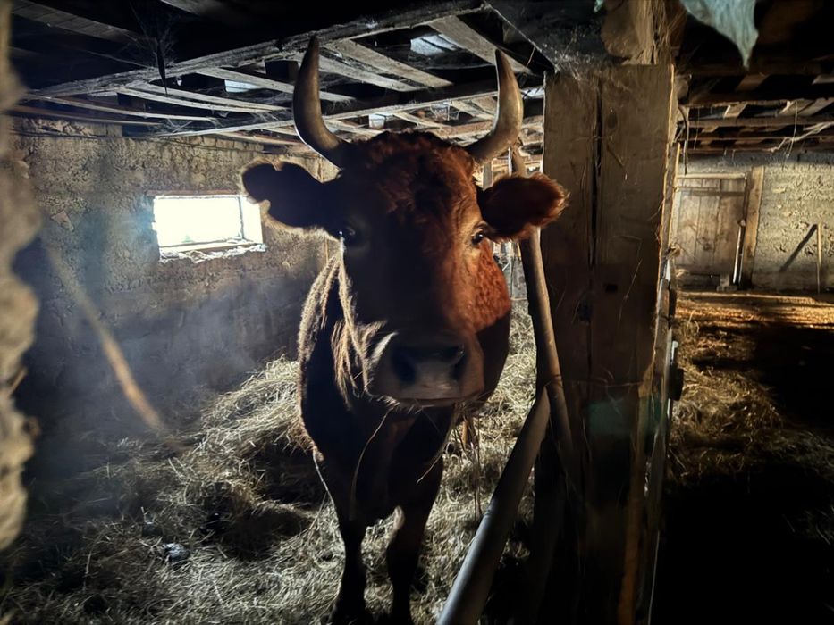 Продам КРС коровы стельные