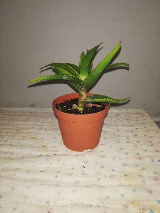 Алоэ лечебное комнатное