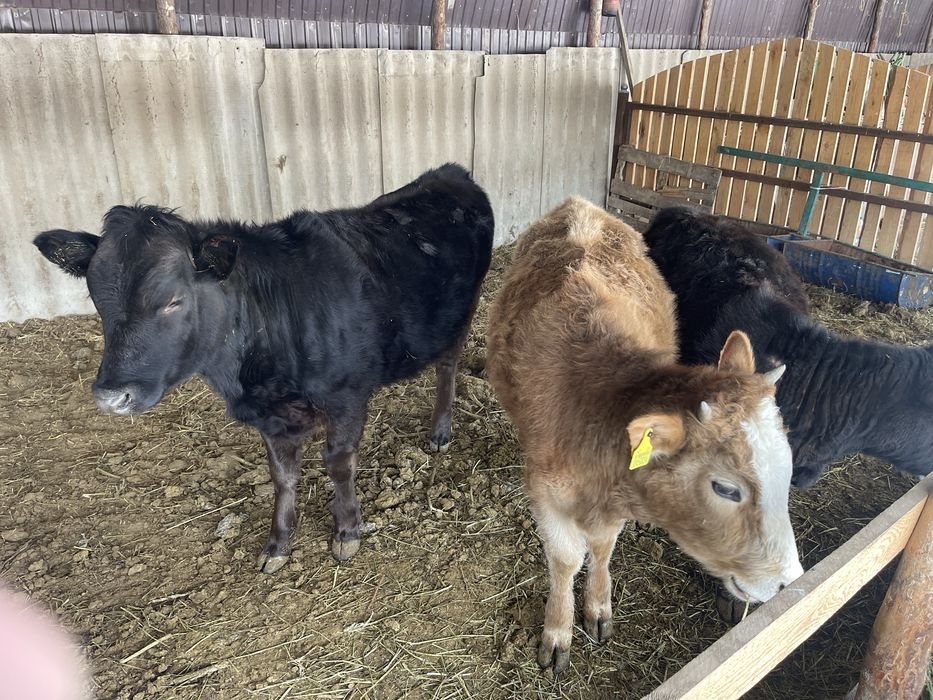 Крупно рогатый скот