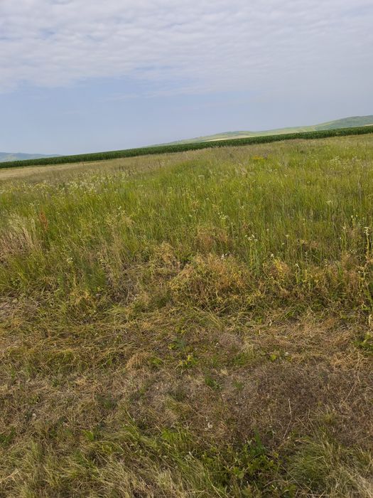 Vând loc de casă în Com. Tîrnova, Jud. Arad