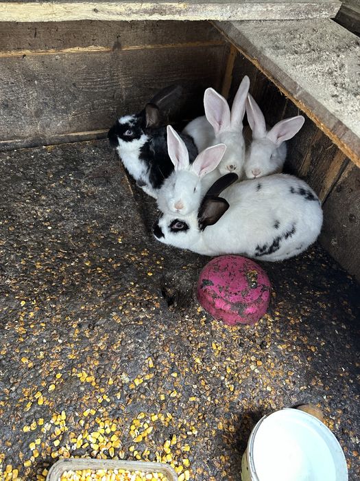 Iepuroaice faine gestante