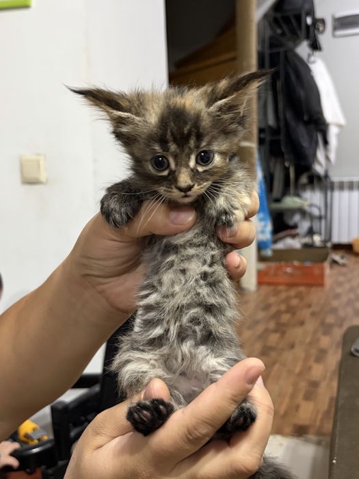 Котята Мейн-Кун 1,5 месяцев