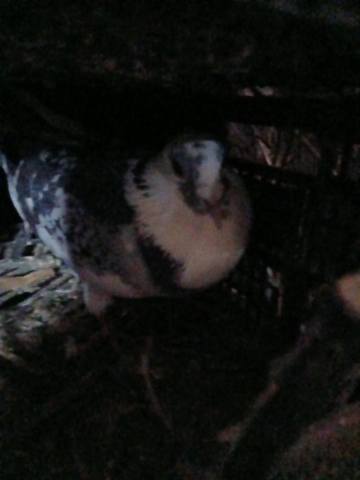 Vând porumbei renunț la rasele astea