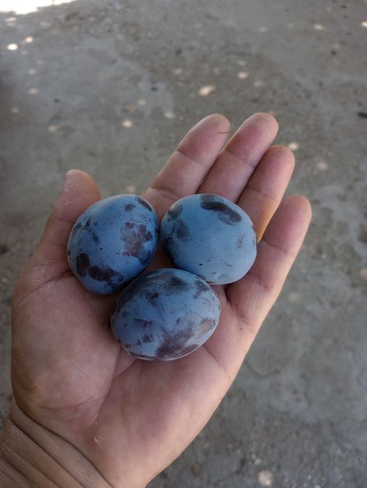 Vând prune din livadă proprie