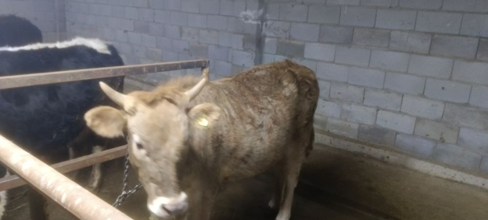 Продам двух тёлочек по 1.3 месяца