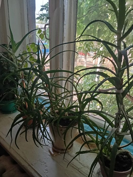 Продам Алоэ лечебный