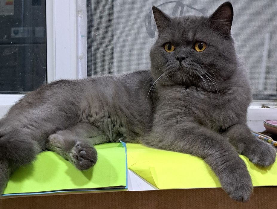 Скотиш страит Мушук сотилади.