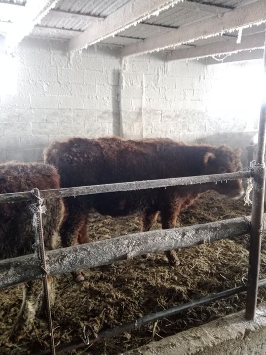 Продам 12 кастрат