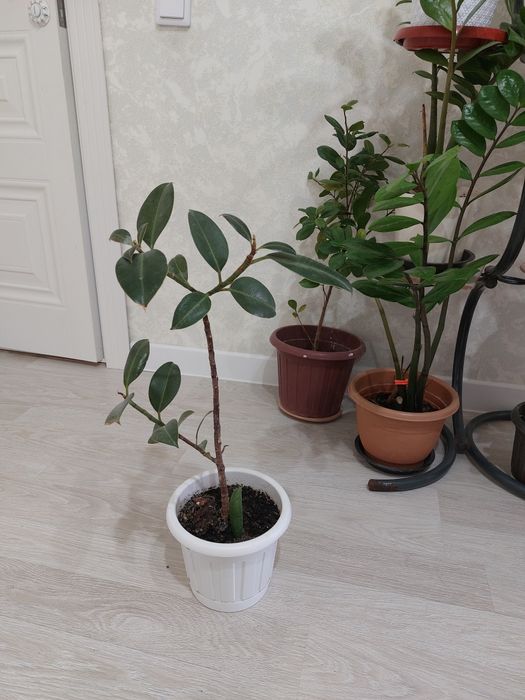 Цветы комнатные разные