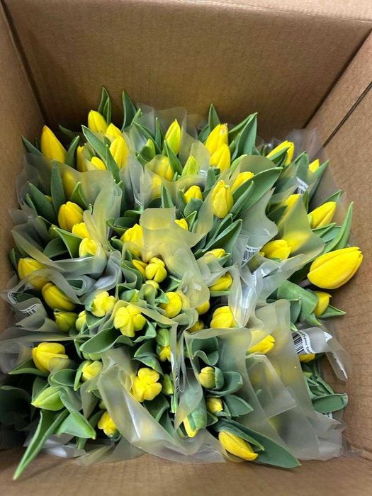 ТЮЛЬПАНЫ ОПТОМ | 10+ лет опыта | Более 30 расцветок
