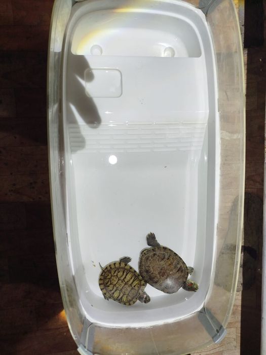 Кросноухие черепахи