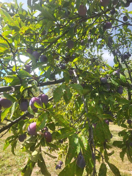 Prune de vanzare