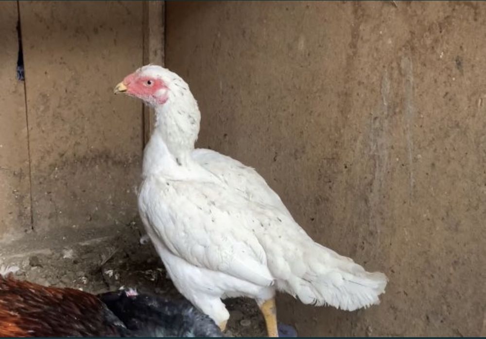 Tovuq xo’rozi sotiladi