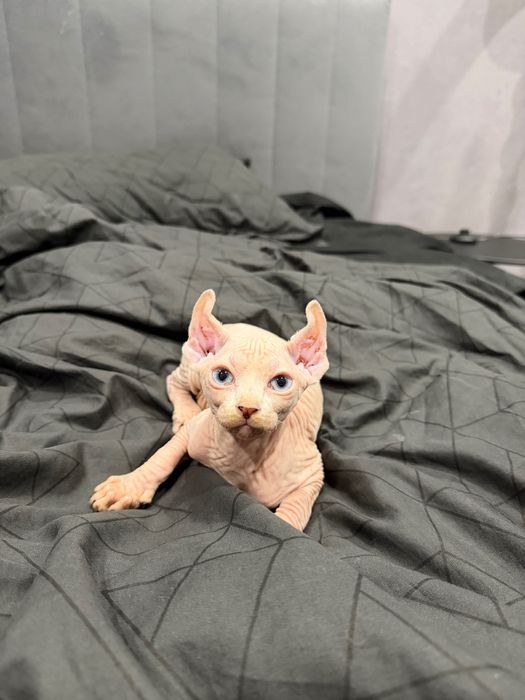 Очаровашки сфинксы бамбино и эльф