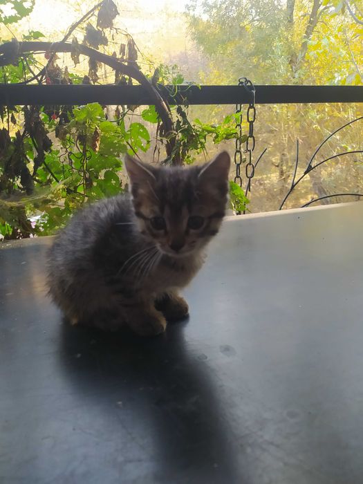 Котята крысоловы