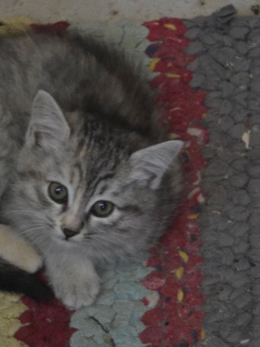 Mushukchala sotiladi