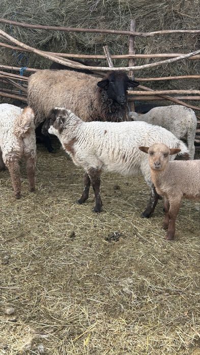 Se vand 20 de oi cu miei