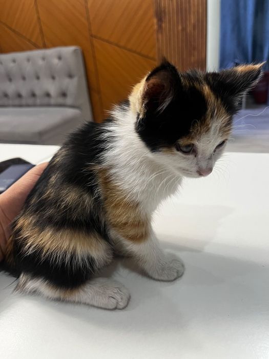 мысық,кошка мкр қазгурт