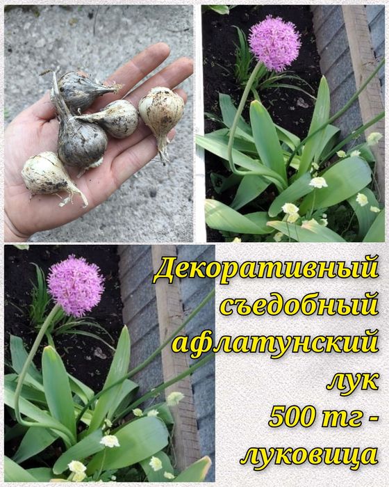 Саженцы садовых, луковицы, делёнки