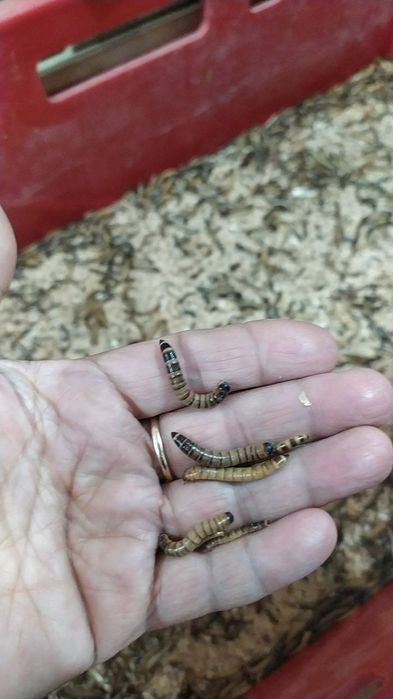 Сверчки живой корм для рептилий и животных.