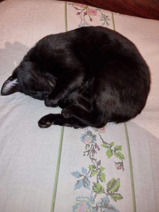 Kichkina mushukbola sotiladi juda aqilli 6 oylik
Kerak bo‘lsa yana si