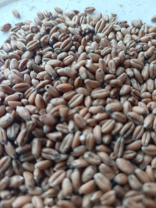 Vand grau furajer,triticale