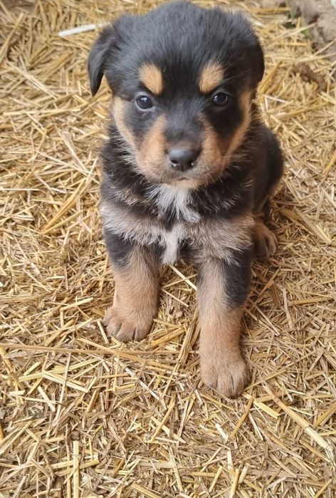 Ofer cățeluși metis rottweiler