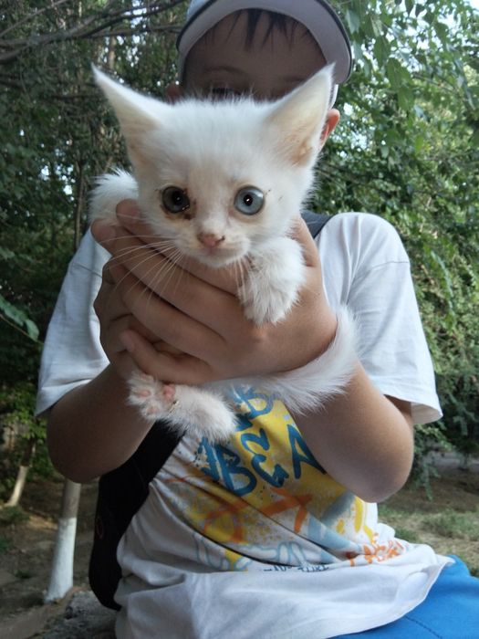Котёнок белого цвета