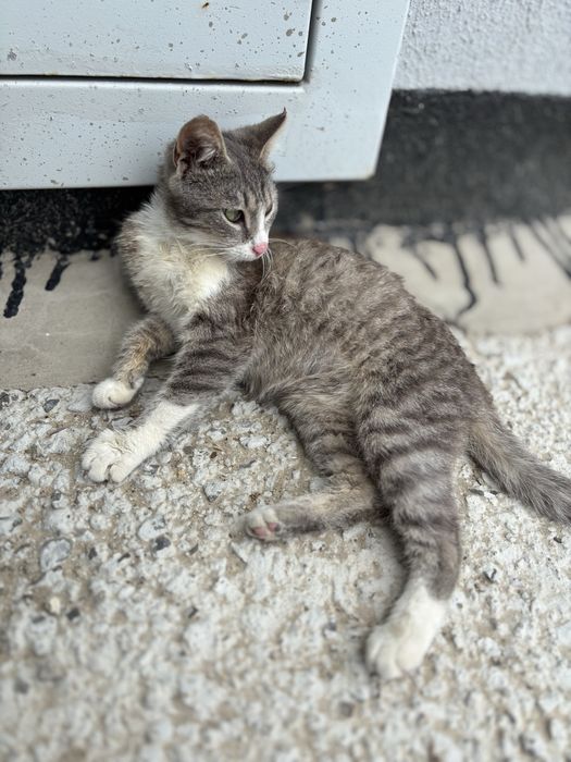 Кошечка ищет дом