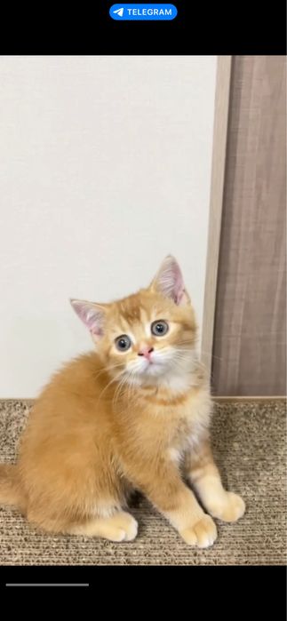 Срочно продаются котята! Sotiladi.