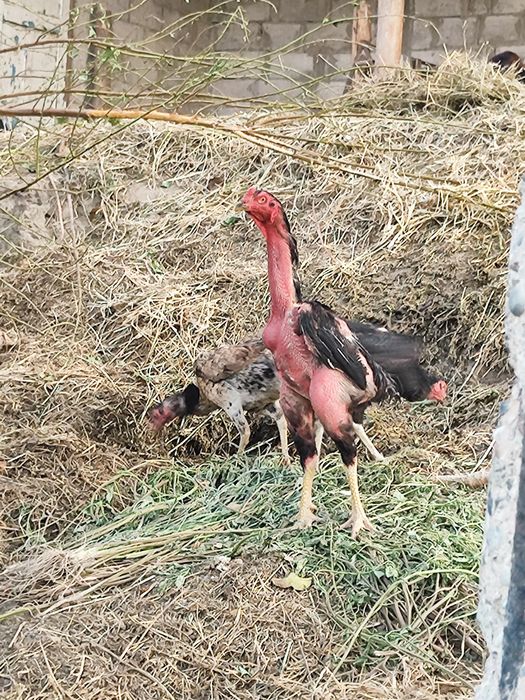 Kulangi tovuq hamda joʻjalar sotiladi