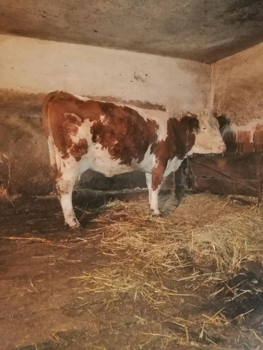 Vacă și viteaua de vânzare