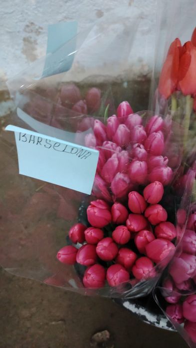 Тьюльпаны оптом от 300 тенге