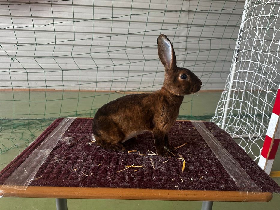 Vând URGENT iepuri Rex și californian